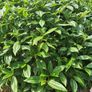 Hardy Fuchsia Hedging Image 3