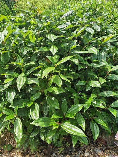 Hardy Fuchsia Hedging