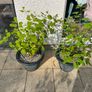 Hydrangea - Pink Annabelle x 2 Image 2