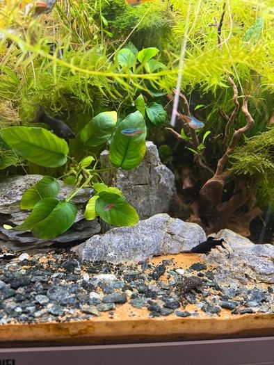 Fish Tank And stand with fish and plants