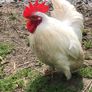 rooster Image 3