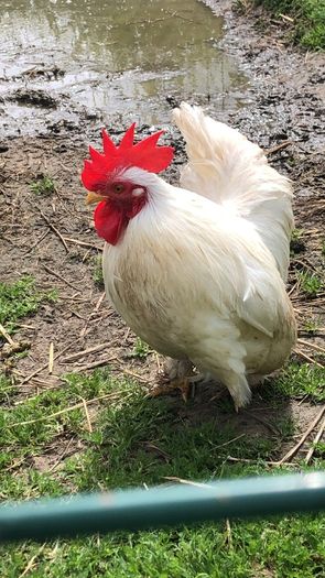 rooster