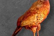 Vintage Taxidermy Pheasant Mount
