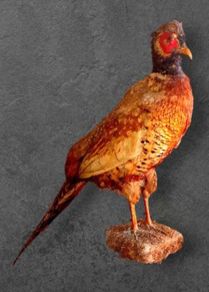 Vintage Taxidermy Pheasant Mount