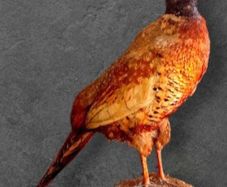 Vintage Taxidermy Pheasant Mount
