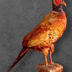 Vintage Taxidermy Pheasant Mount