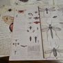 Entemology cards Image 6
