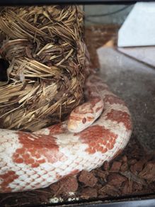 Corn snake perfect health with enclosure