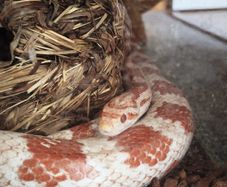 Corn snake perfect health with enclosure