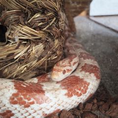 Corn snake perfect health with enclosure