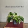 Houseplant Donegal Rare Established plants Image 8