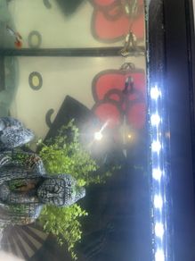 aquarium