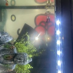 aquarium