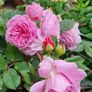 roses plants Image 5
