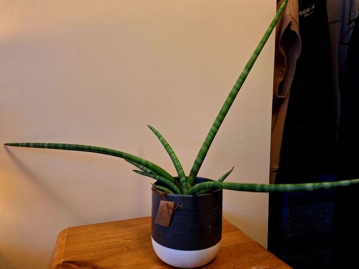 African Spear Plant in Ceramic Pot