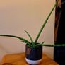African Spear Plant in Ceramic Pot Image 7