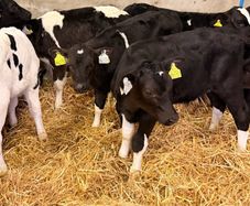 Bull calves for sale