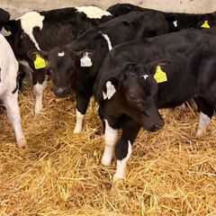 Bull calves for sale