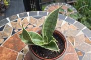 Rare SANSEVIERIA Hahnii house plant