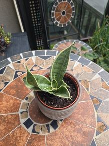 Rare SANSEVIERIA Hahnii house plant
