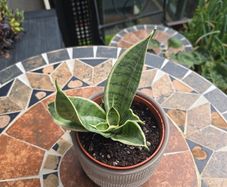 Rare SANSEVIERIA Hahnii house plant