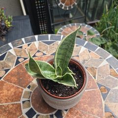 Rare SANSEVIERIA Hahnii house plant