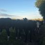 Hereford Heifers Image 4
