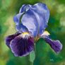 Iris, Oil painting rolled canvas Image 4