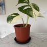 Monstera Albo Plant Image 3
