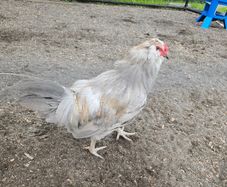 Araucana cockerels