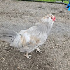Araucana cockerels