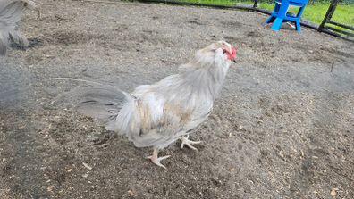 Araucana cockerels