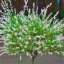 flamingo tree's Salix  willow Image 3