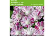 (M) Buzzy Ipomea seeds Morning Glory Venice Pink  2g (043942)