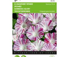 (M) Buzzy Ipomea seeds Morning Glory Venice Pink  2g (043942)