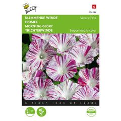 (M) Buzzy Ipomea seeds Morning Glory Venice Pink  2g (043942)