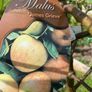 Apple tree Image 2