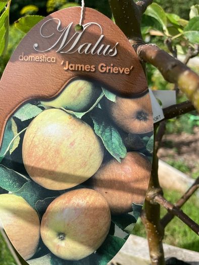 Apple tree