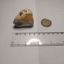 Flint nodule Image 2