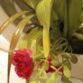 Decorative flower Vase Image 3