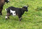 Pet pygmy kid goats