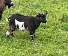 Pet pygmy kid goats