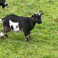 Pet pygmy kid goats