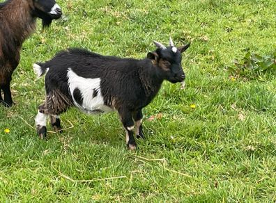 Pet pygmy kid goats
