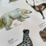 Poster of Greenlandic Animals Image 3