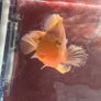parrot fish Image 2
