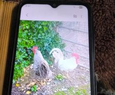 roosters