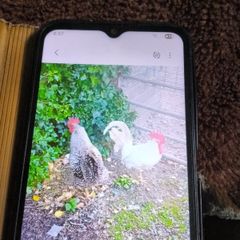 roosters