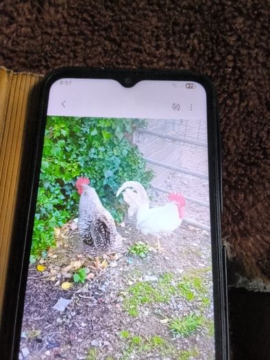 roosters