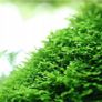 Riccardia chamedryfolia (MINI PELIA) 30ml 5 cups Image 2